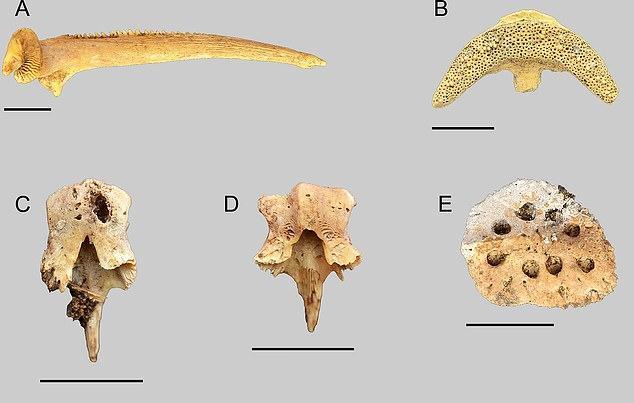 世界第一大沙漠在哪个国家