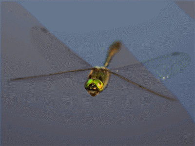 蜻蜓吃什么东西作为食物 蜻蜓吃什么食物为主