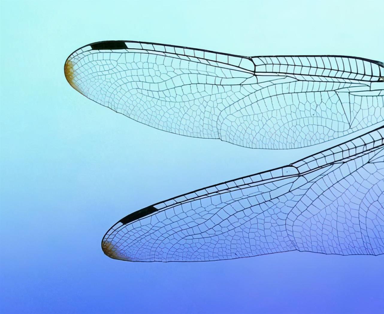 蜻蜓吃什么东西作为食物
