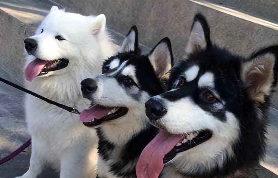 雪橇三傻是哪三种狗