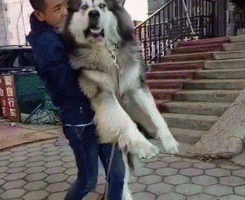 雪橇三傻是哪三种狗