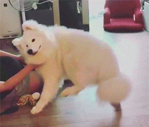 雪橇三傻是哪三种狗