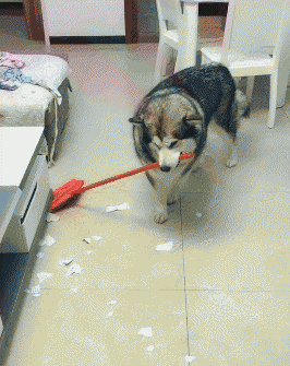 雪橇三傻是哪三种狗