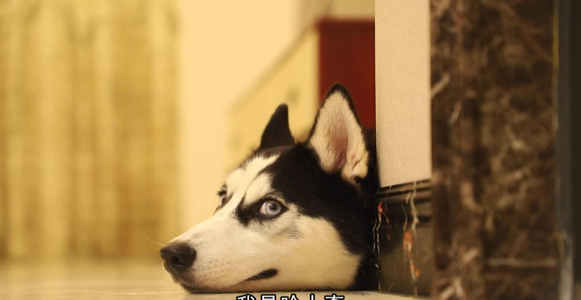 雪橇三傻是哪三种狗