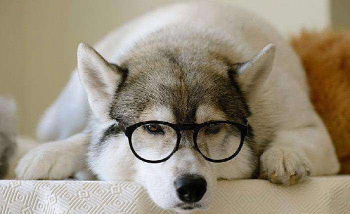 雪橇三傻是哪三种狗