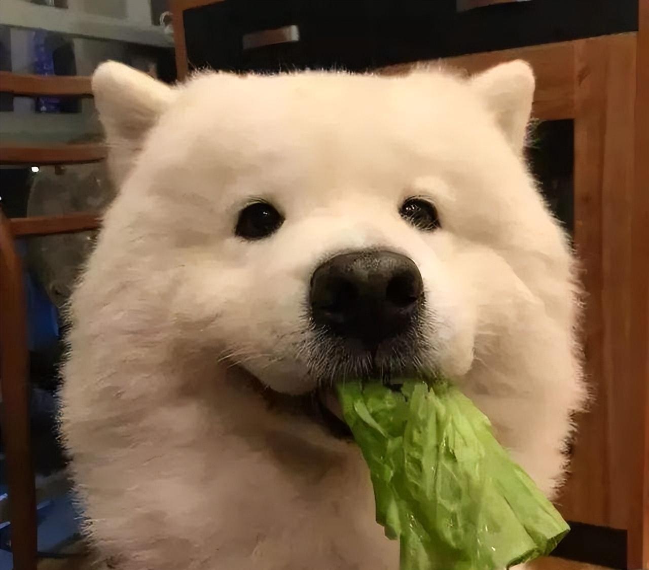 雪橇三傻是哪三种狗