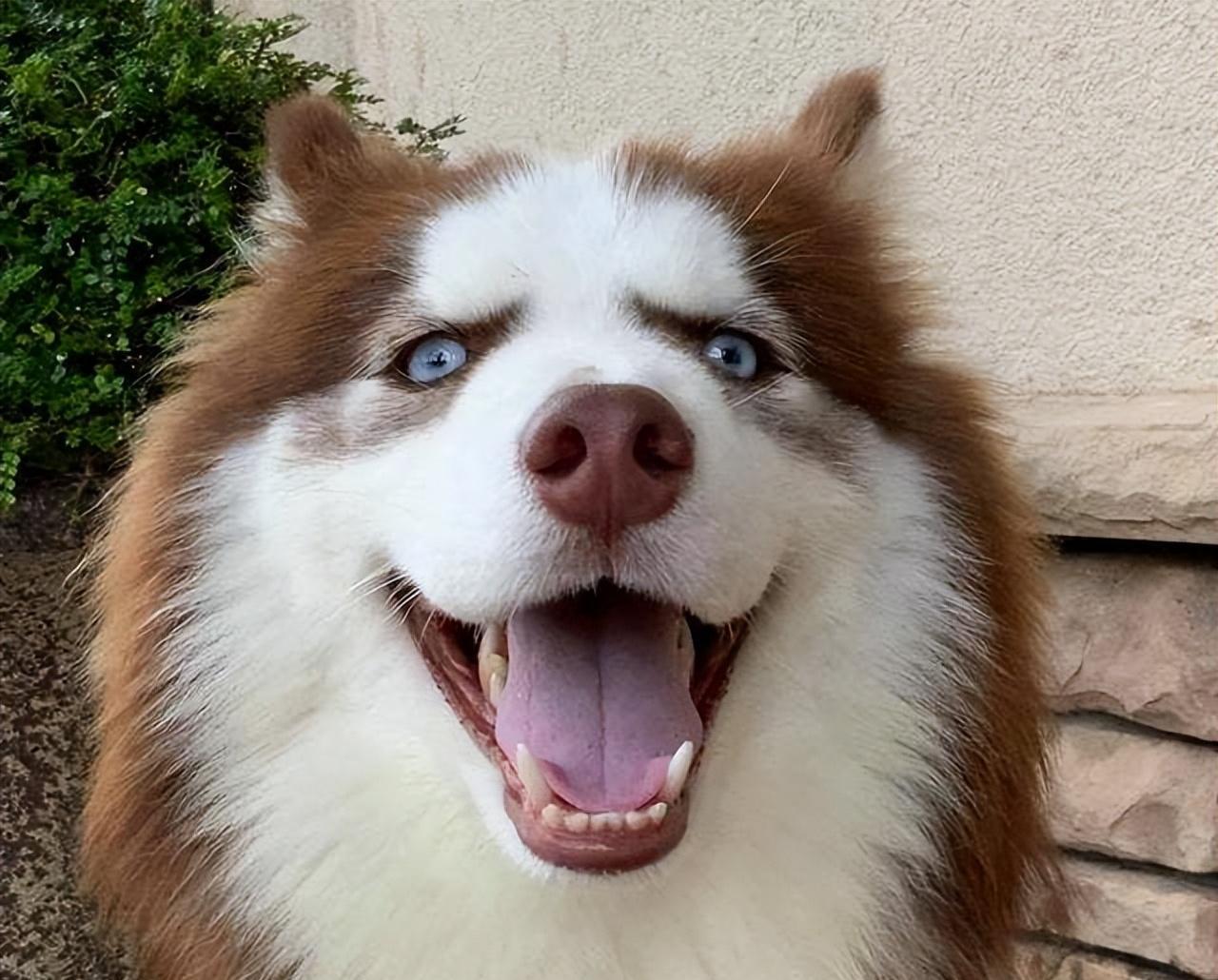 雪橇三傻是哪三种狗