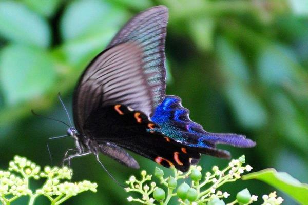 蝴蝶属于动物还是昆虫