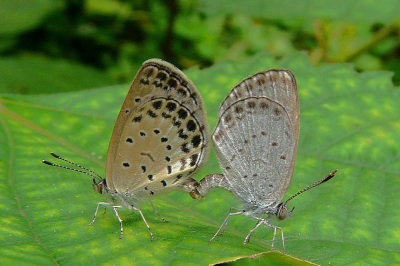 蝴蝶属于动物还是昆虫 蝴蝶属于动物类还是昆虫类