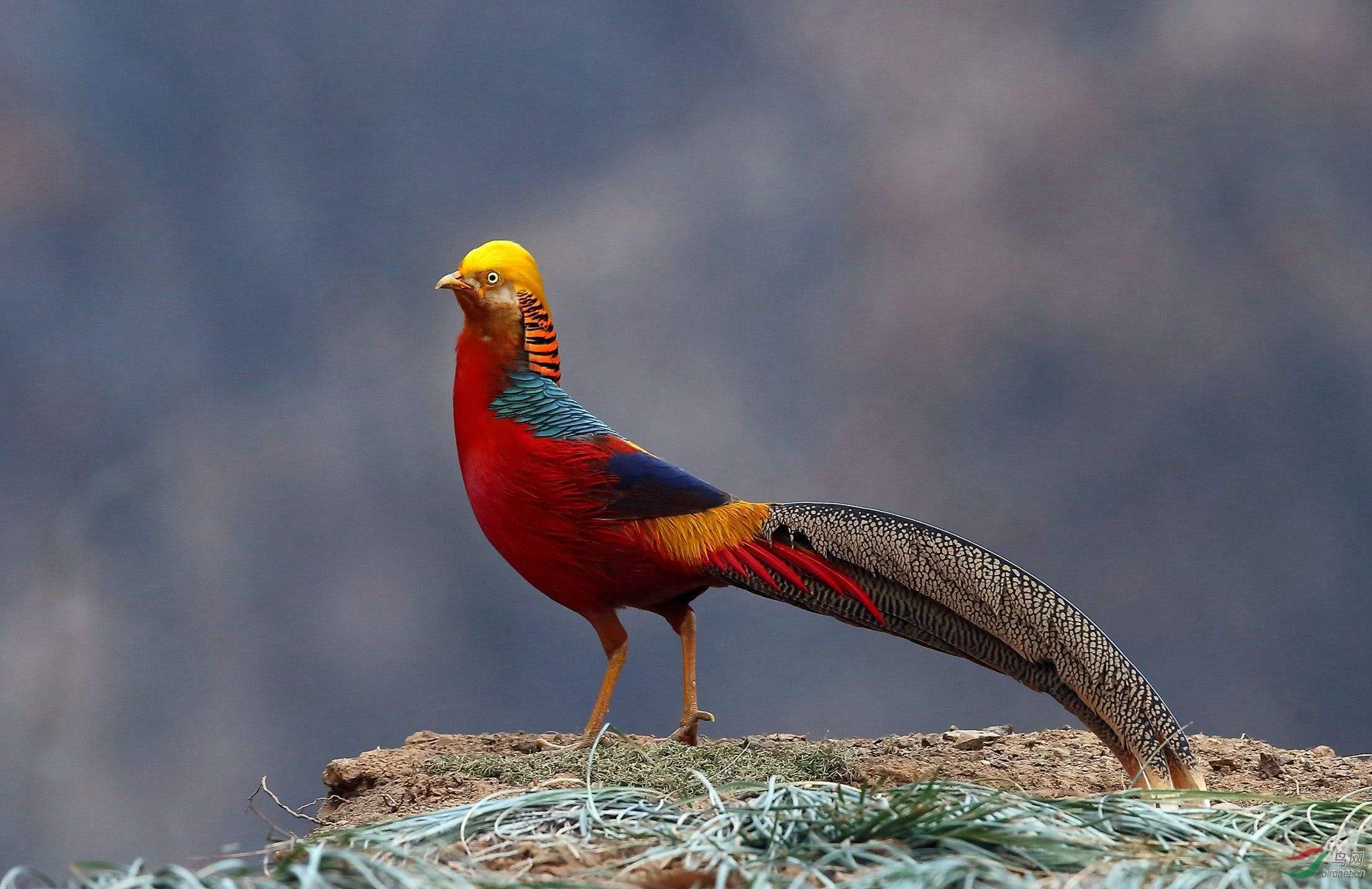 世界上最后一只凤凰