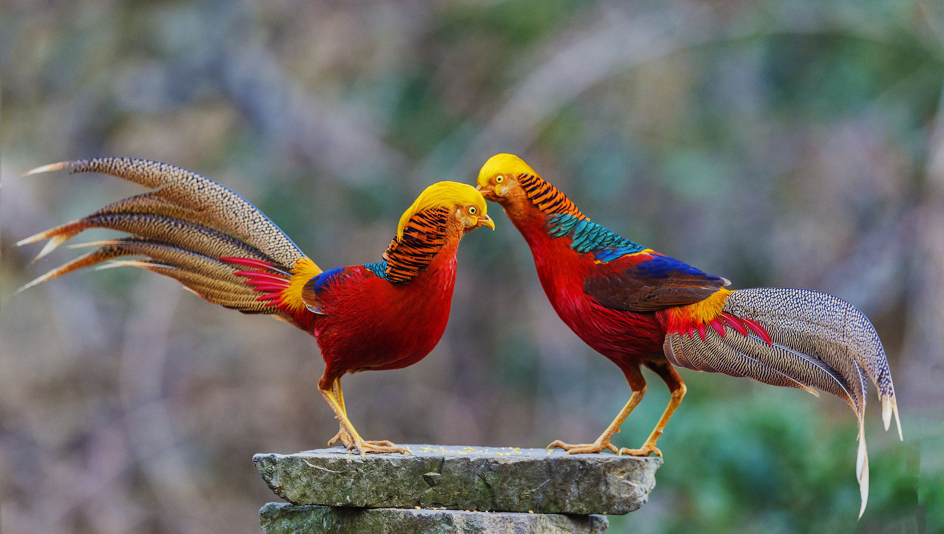 世界上最后一只凤凰