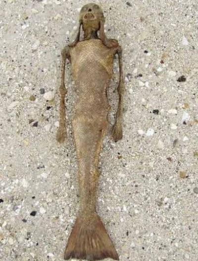 美国捕获的活黑鳞鲛人