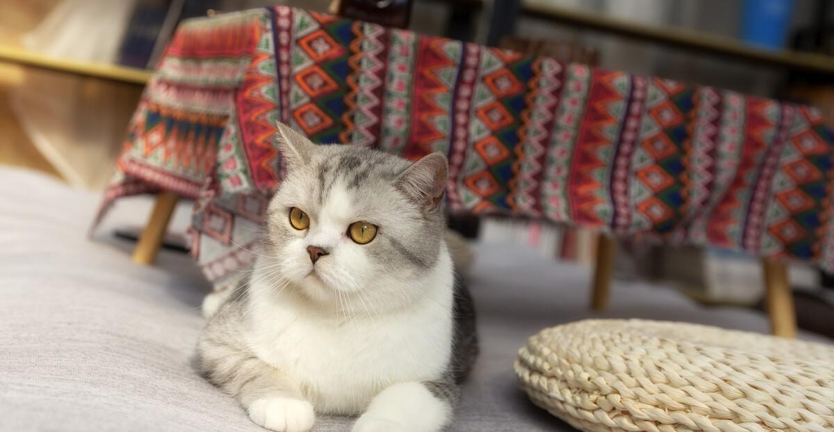 女生不能和猫一起睡