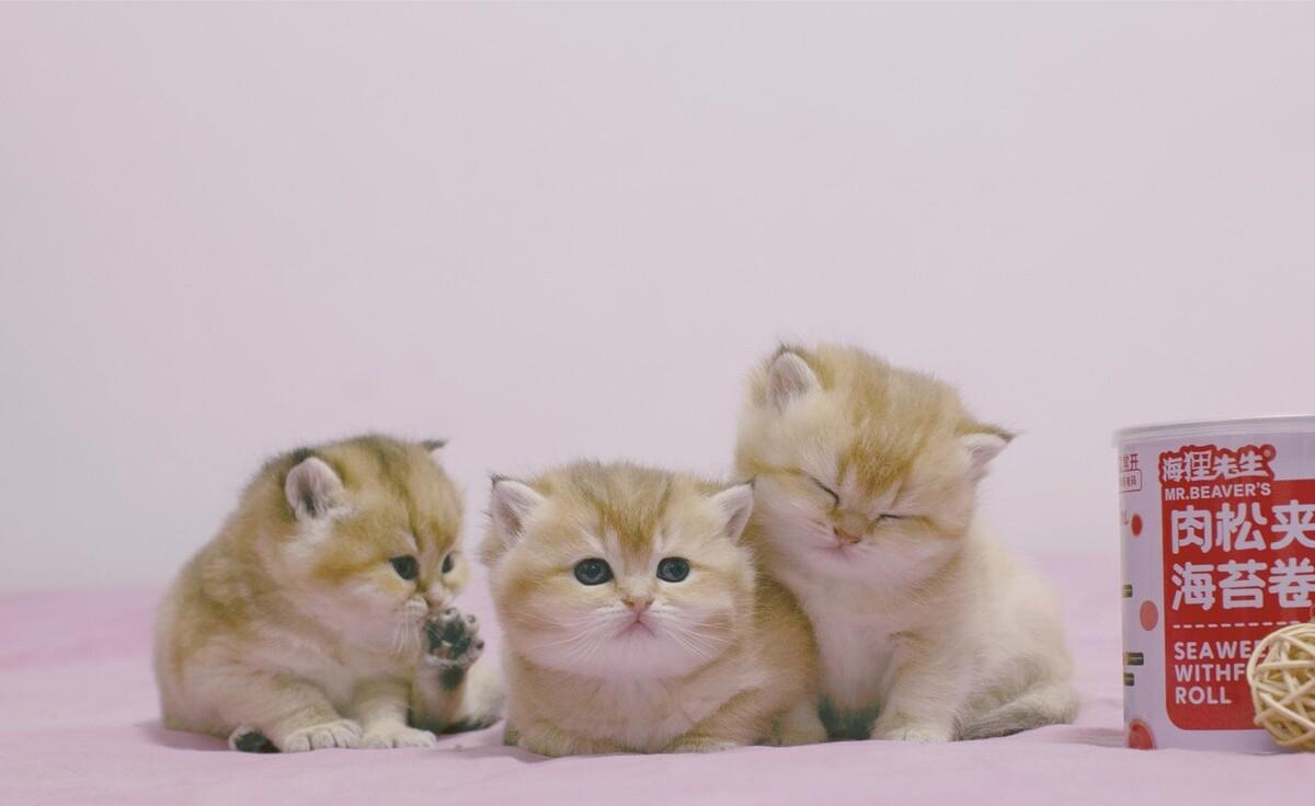 女生不能和猫一起睡