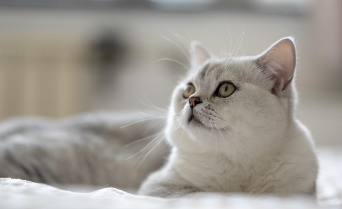 女生不能和猫一起睡