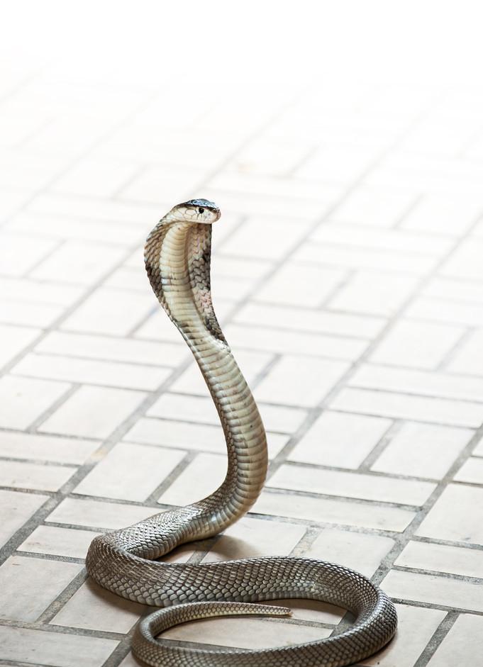 过山峰蛇为什么追人