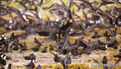 什么鱼最聪明 世界上哪种鱼智商比较高