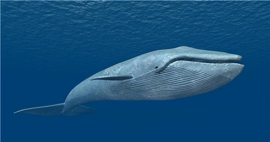 鲸鱼是世界上最大的动物吗
