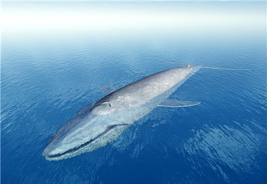 鲸鱼是世界上最大的动物吗