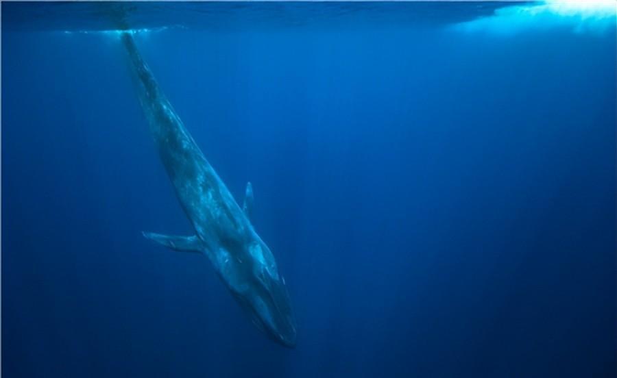 鲸鱼是世界上最大的动物吗