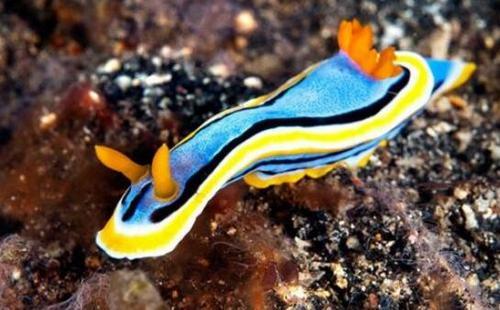 外表艳丽的海蛞蝓有毒吗