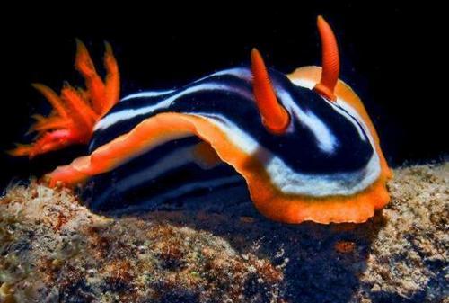 外表艳丽的海蛞蝓有毒吗