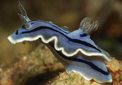 外表艳丽的海蛞蝓有毒吗