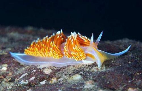 外表艳丽的海蛞蝓有毒吗