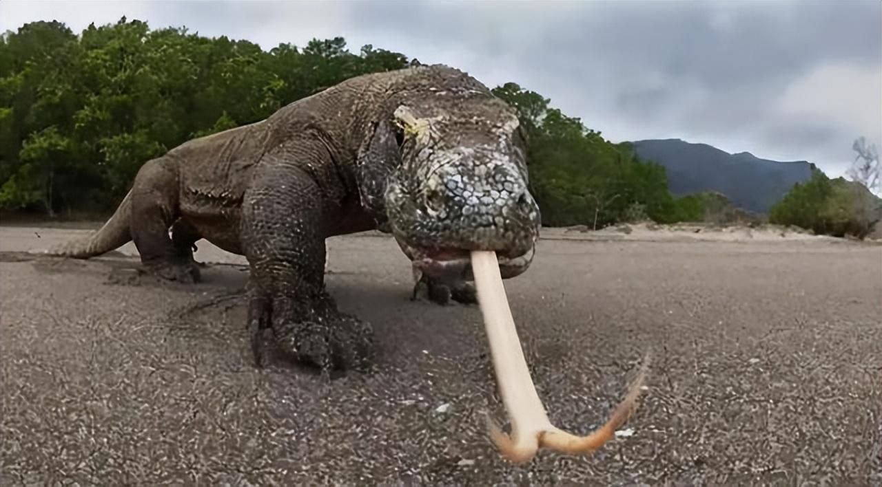 科莫多巨蜥有毒吗