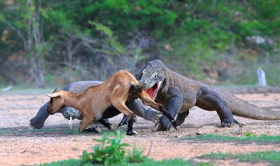 科莫多巨蜥有毒吗 科莫多巨蜥的毒液有多强