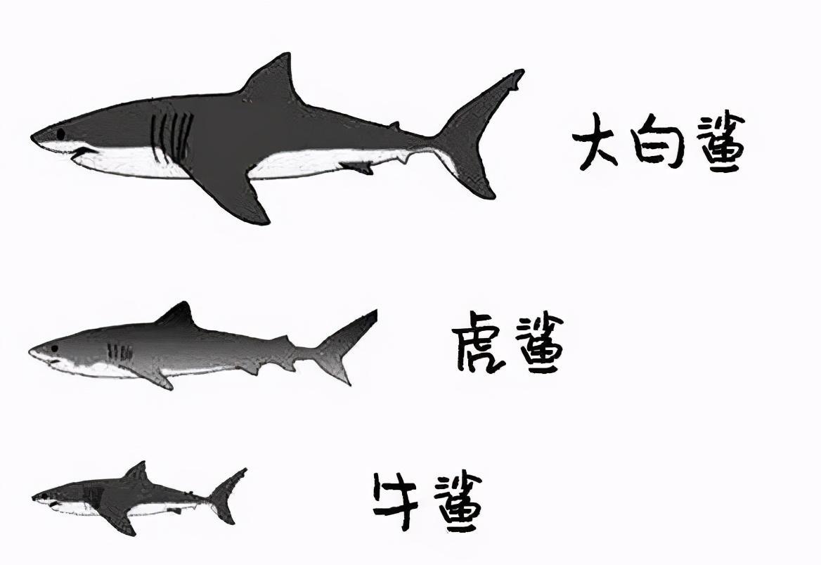世界上三大可怕的鲨鱼