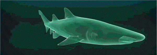 世界上三大可怕的鲨鱼