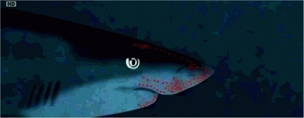 世界上三大可怕的鲨鱼