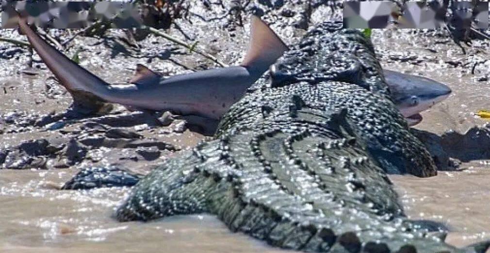 世界上三大可怕的鲨鱼