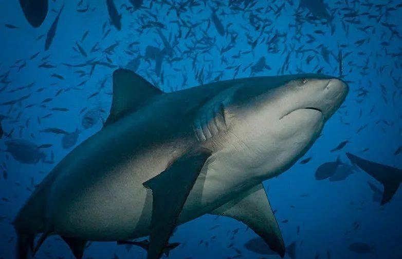 世界上三大可怕的鲨鱼