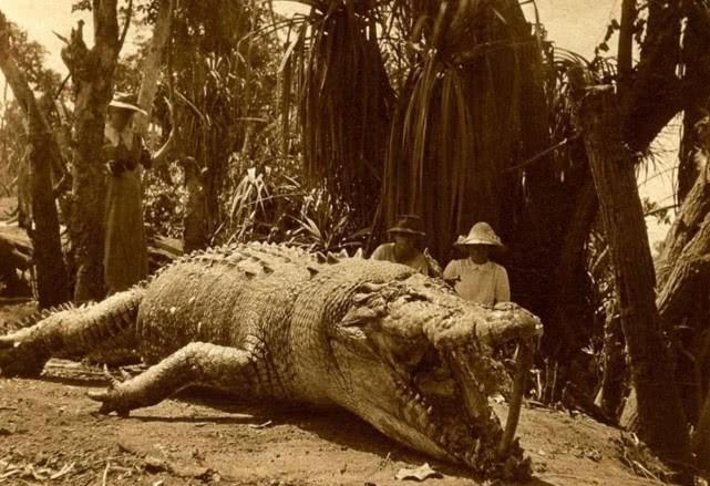 古斯塔夫鳄鱼有多大