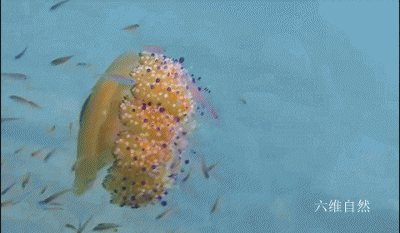 蛋黄水母长什么样子 蛋黄水母可以人工繁殖吗