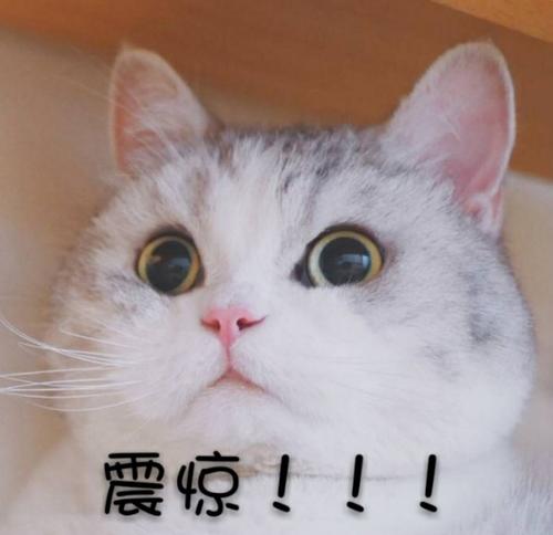 几维鸟灭绝了吗还剩多少只