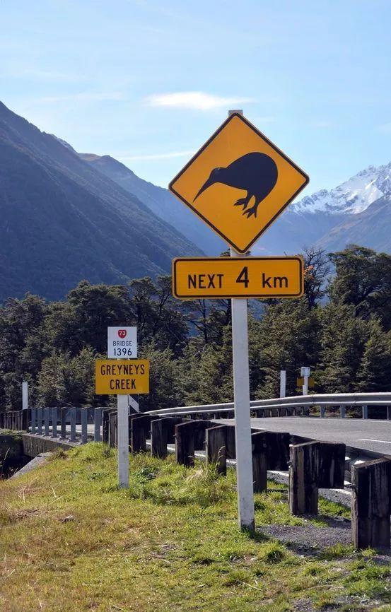 几维鸟灭绝了吗还剩多少只