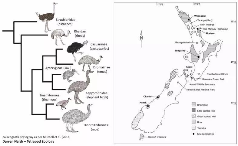 几维鸟灭绝了吗还剩多少只