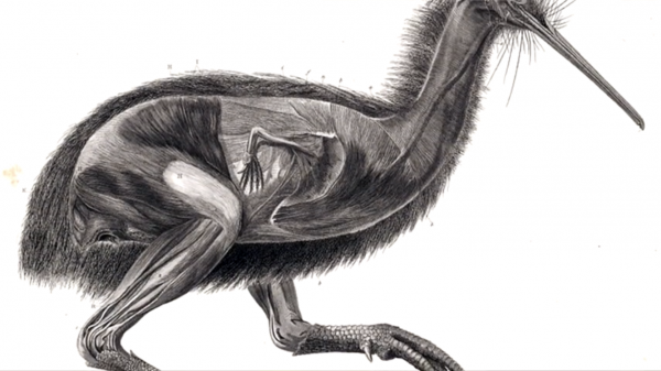 几维鸟灭绝了吗还剩多少只