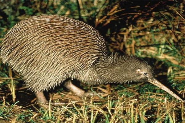 几维鸟灭绝了吗还剩多少只