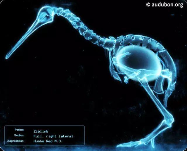 几维鸟灭绝了吗还剩多少只