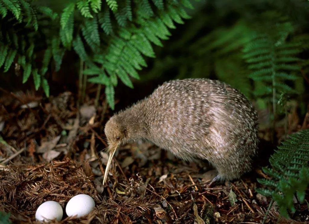 几维鸟灭绝了吗还剩多少只