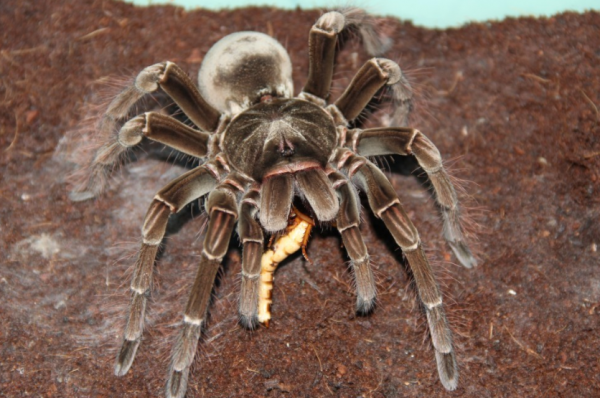 热带雨林有什么猛兽危险