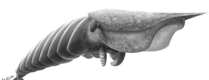 寒武纪恐怖海洋生物