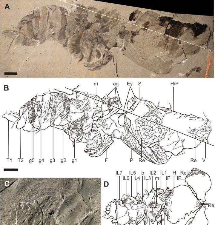 寒武纪恐怖海洋生物