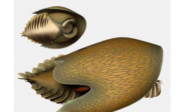 寒武纪恐怖海洋生物