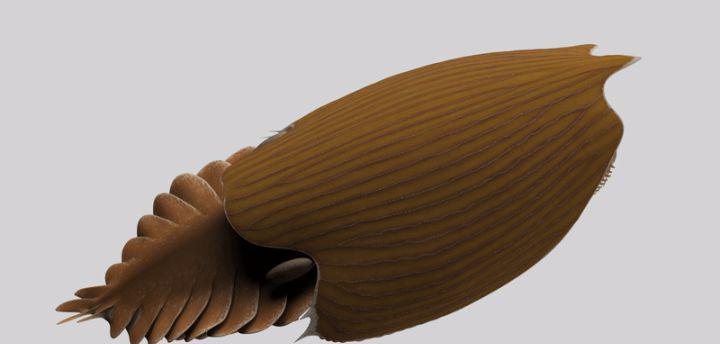 寒武纪恐怖海洋生物