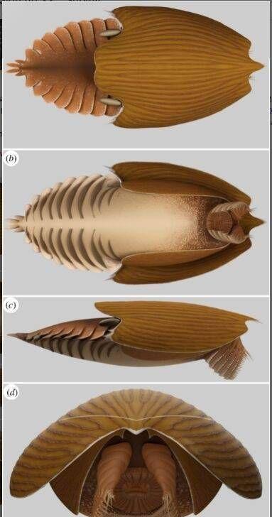 寒武纪恐怖海洋生物